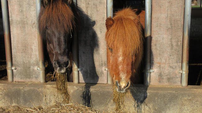 Vredige grazers