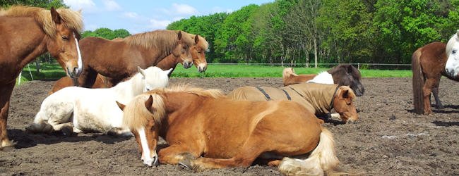 Paarden op de Breidablik