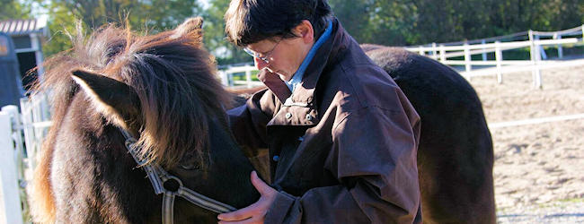 Osteopathie bij paarden