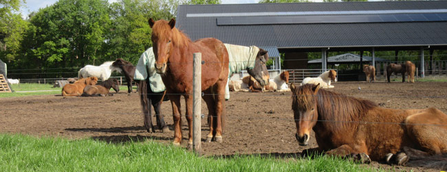 Paarden in de wei bij de Breidablik