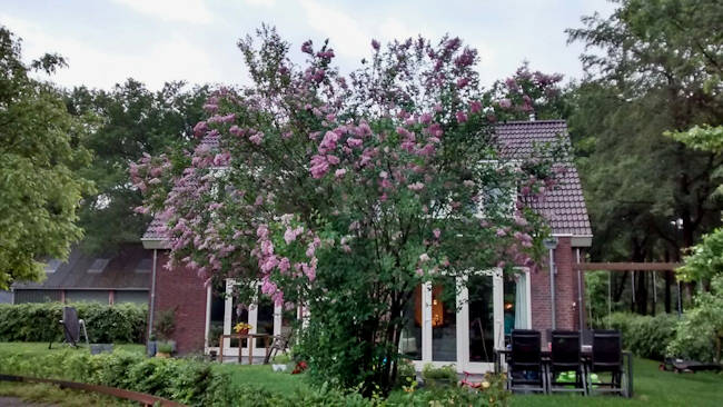 Het woonhuis vlak bij het sprookjesbos