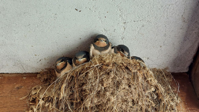 Nest met jonge zwaluwen